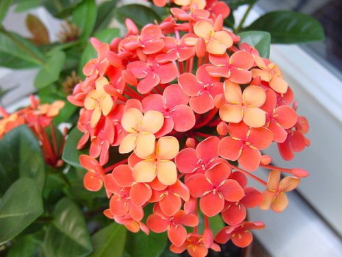cf76f8_500x375.jpg