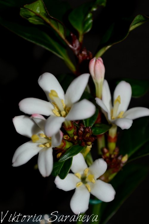 DSC_0131_500x749.jpg