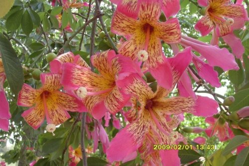 image (80)_500x334.jpg
