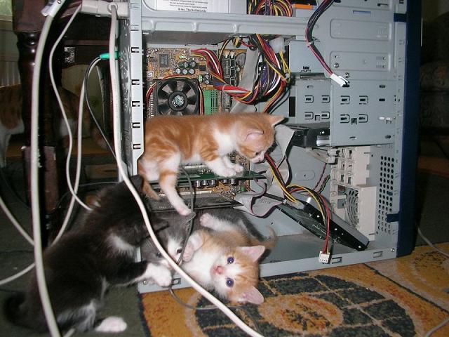 кот.jpg