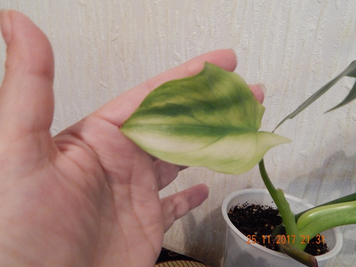 DSCN8413.JPG