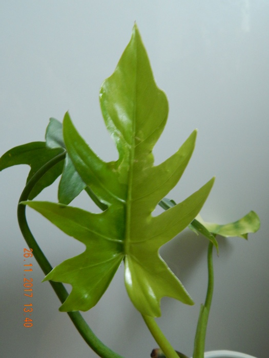 DSCN8419.JPG