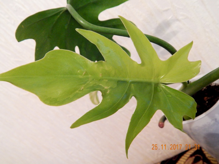 DSCN8414.JPG