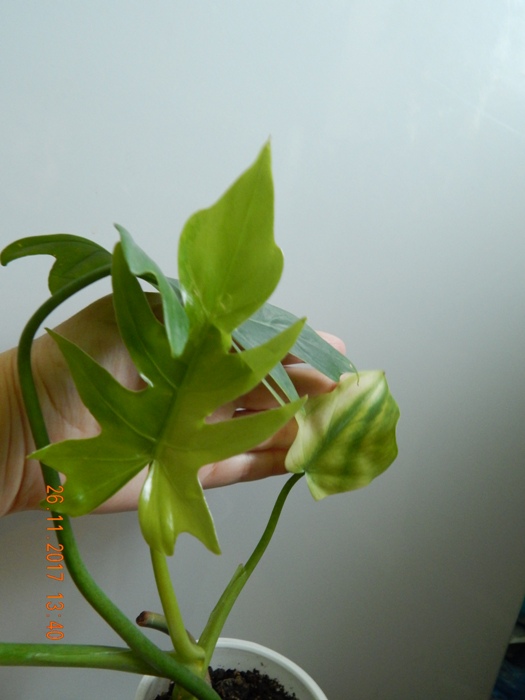 DSCN8421.JPG
