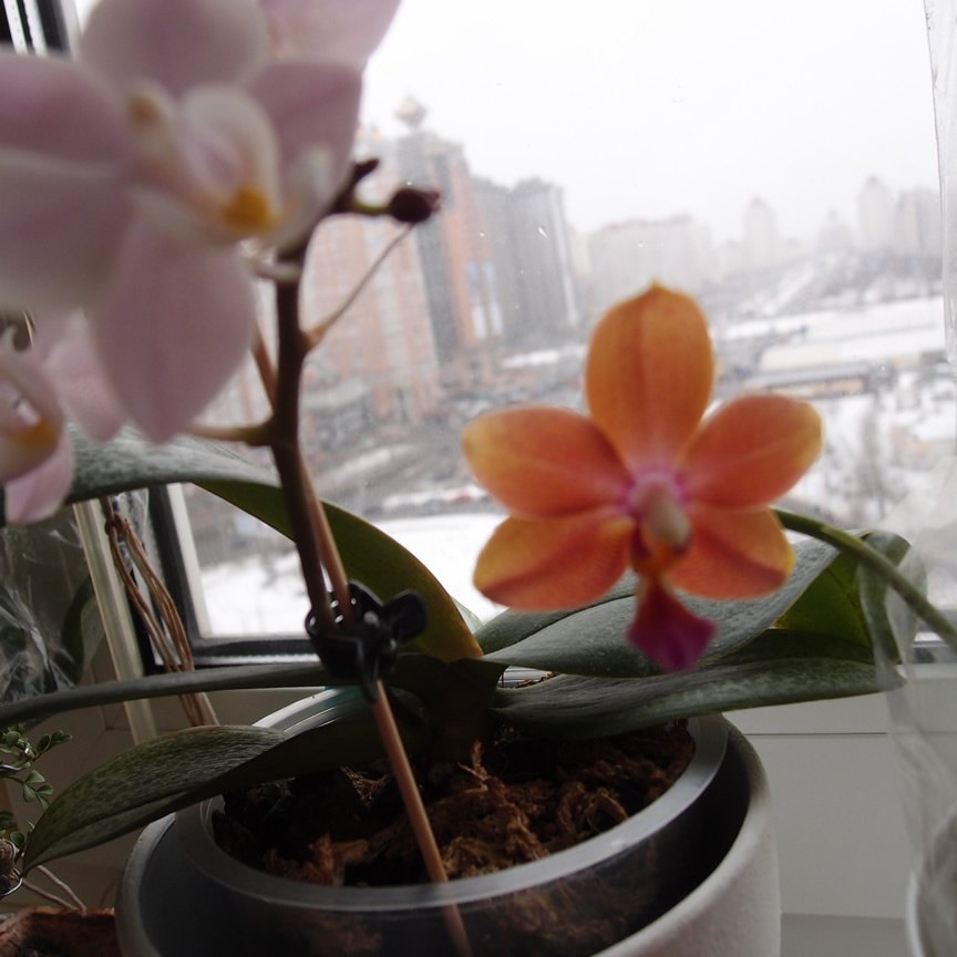 P2214800q.jpg
