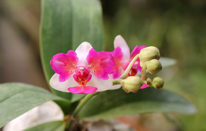 Phalaenopsis Liu%27s Berry %27Trinity%27.jpg