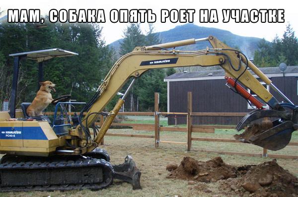 собака.jpg