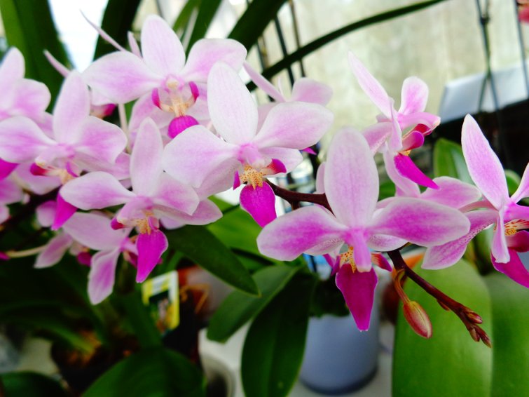 DSC00417_800.jpg
