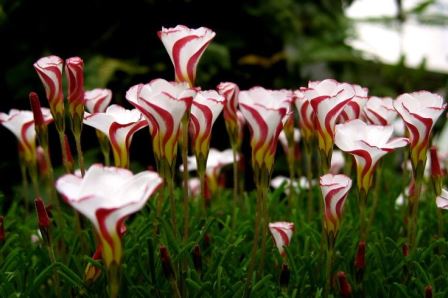 Oxalis versicolor  (1).jpg