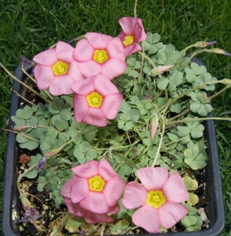 oxalis purpurea lavender.JPG
