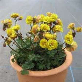 Oxalis compressa Double form (4).jpg