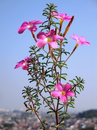Oxalis hirta Gothenburg.jpg