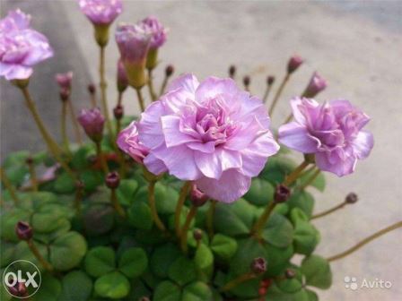 Oxalis nidulans Pom-Pom (4).jpg