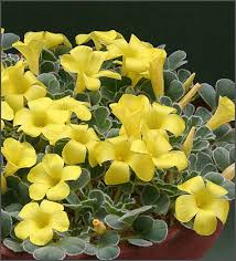 Oxalis melanostricta Ken Aslet (6).jpg