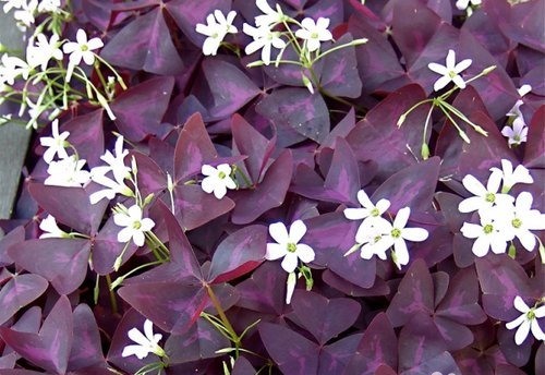 Oxalis triangularis (3).jpg