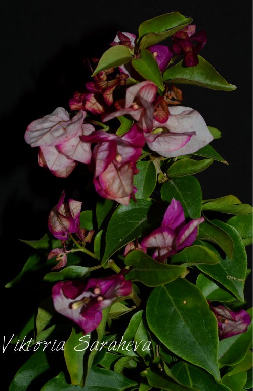 DSC_0498_500x770.jpg