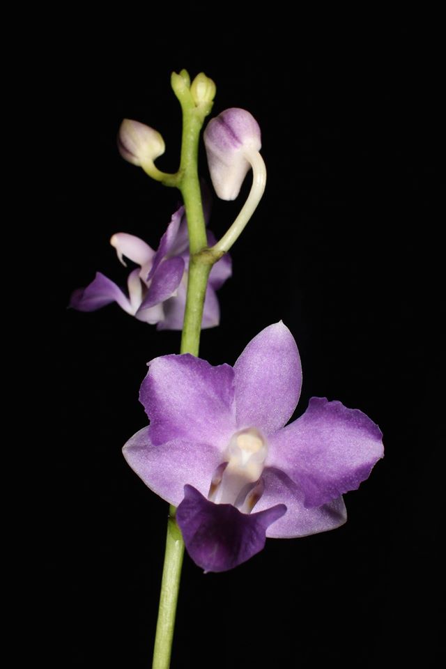 hyb_000146947_000000674.jpg