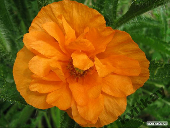Papaver alpinum L. Orange paradise.jpg