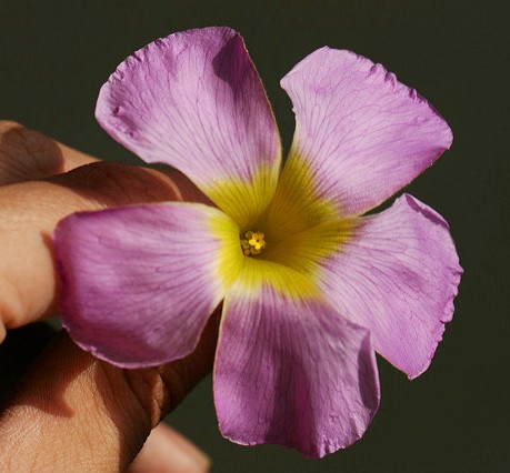 5220014147_f984c57381_z.jpg
