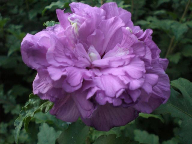 CIMG0343.jpg