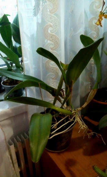 Cattleya mendelii.jpg