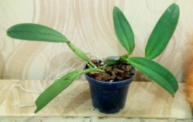 Cattleya labiata.jpg