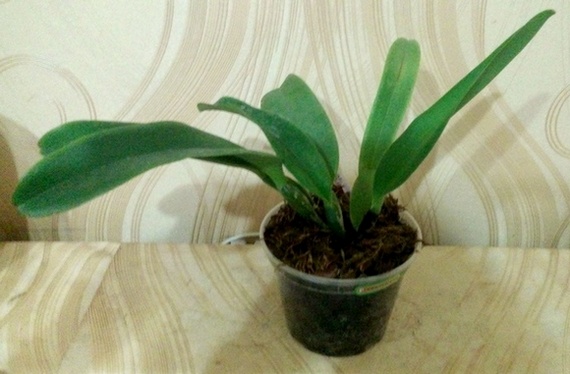 Laeliocattleya Dinard 'Blue Heaven' 2.jpg