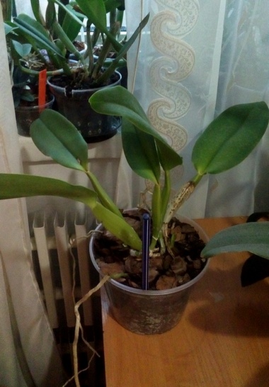 Cattleya trianae 11.jpg