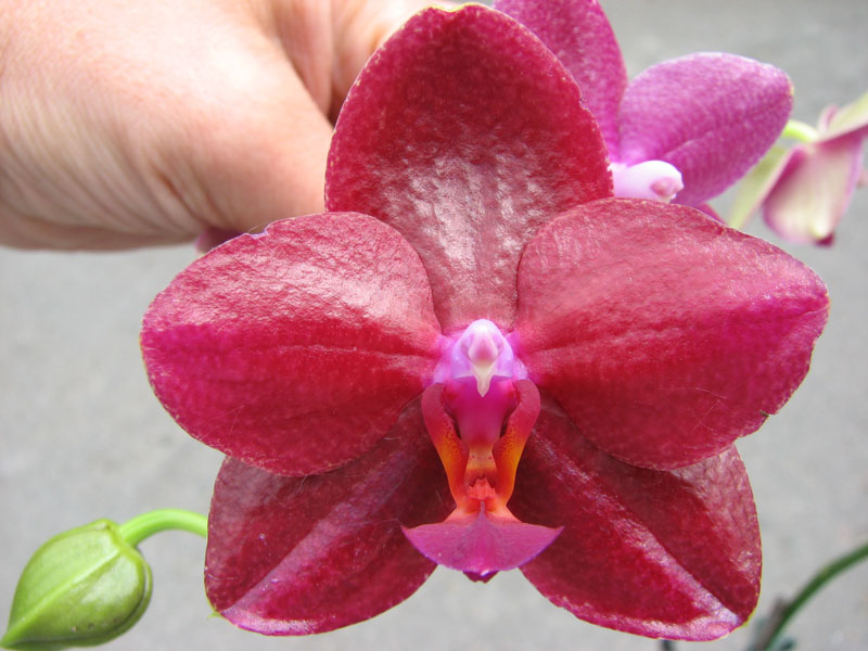 Phalaenopsis Mituo King.jpg