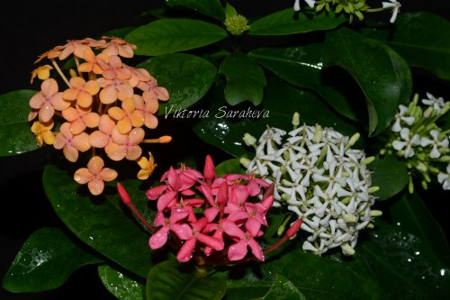 DSC_0514_500x333.jpg