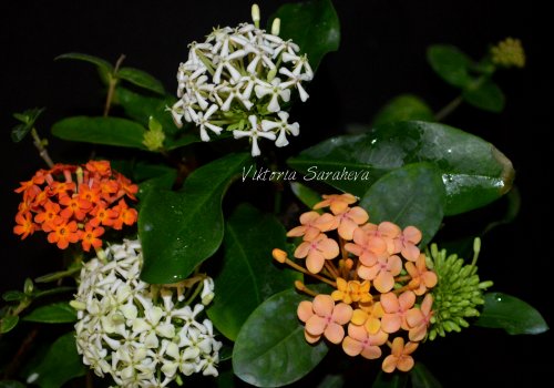 DSC_0502_500x350.jpg
