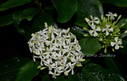 DSC_0520_500x320.jpg