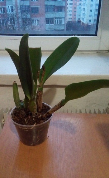 Laeliocattleya Mem. Robert Strait.jpg