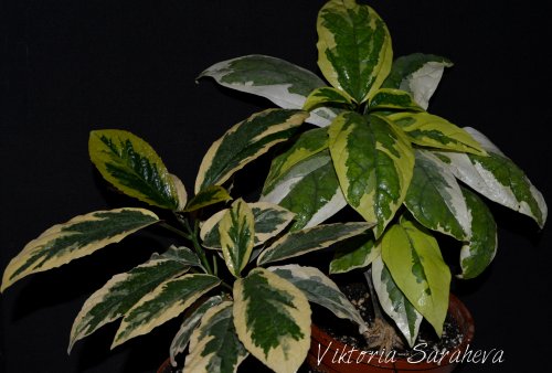 DSC_0489_500x338.jpg