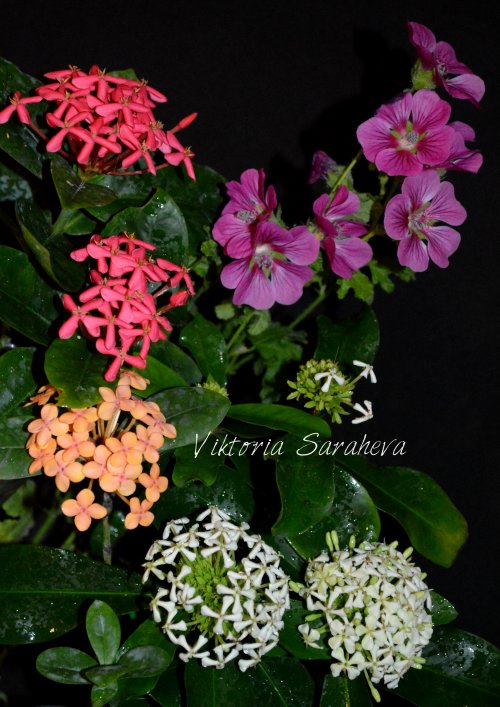 DSC_0593_500x707.jpg