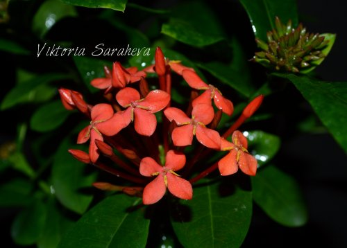 DSC_0601_500x358.jpg