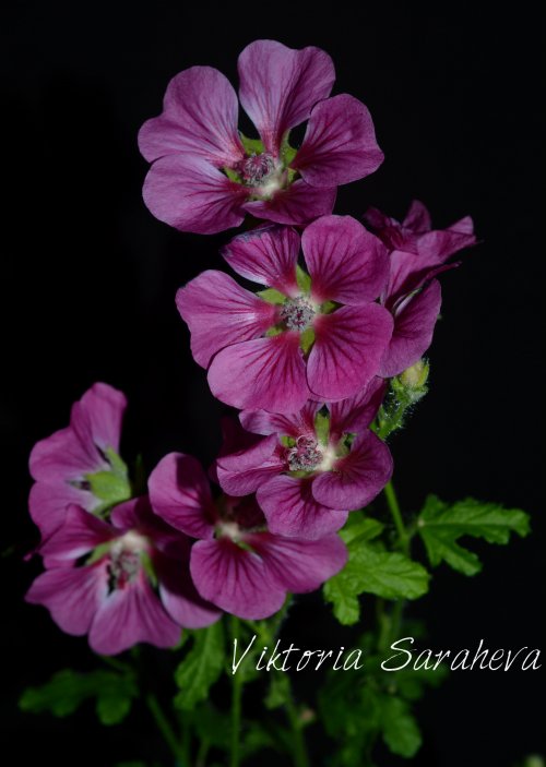 DSC_0597_500x703.jpg