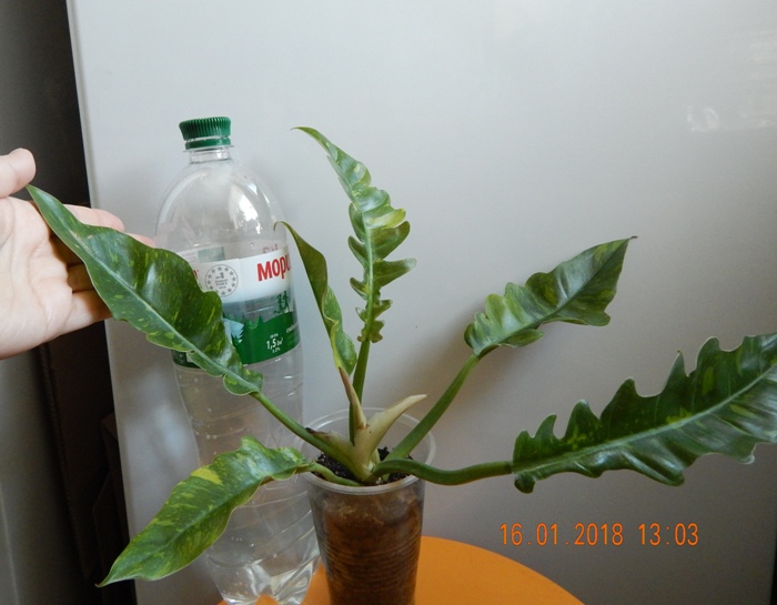 DSCN8483.JPG