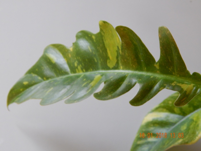 DSCN8484.JPG