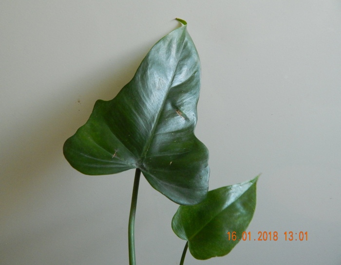 DSCN8481.JPG