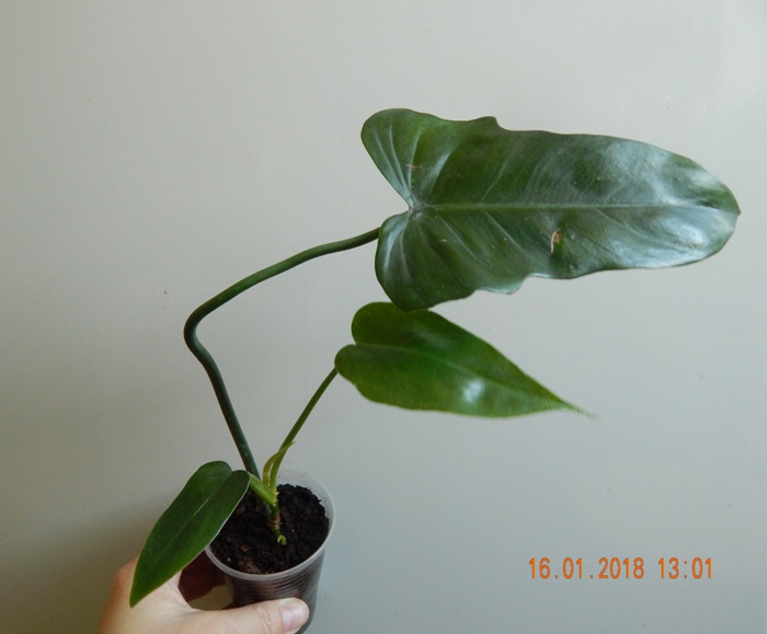 DSCN8480.JPG