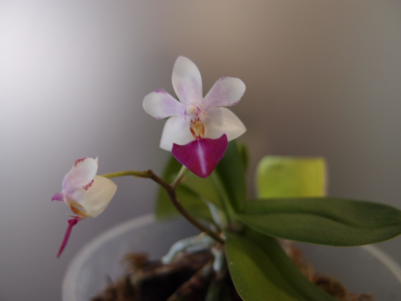 P1165682q.jpg