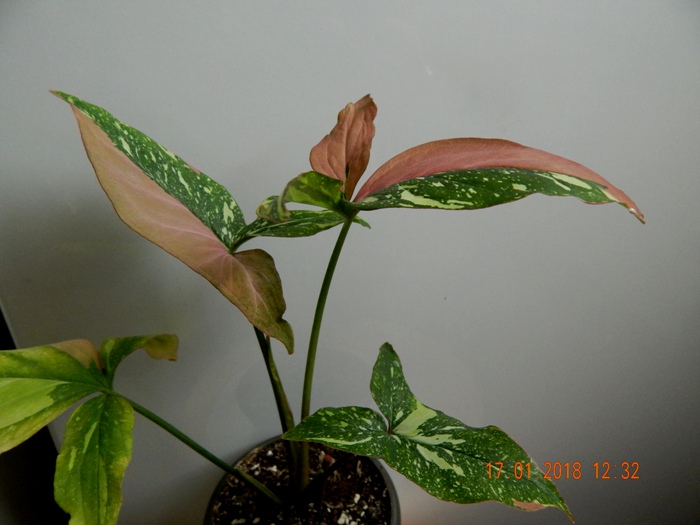 DSCN8523.JPG