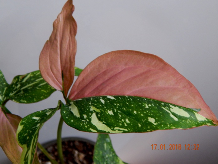 DSCN8524.JPG
