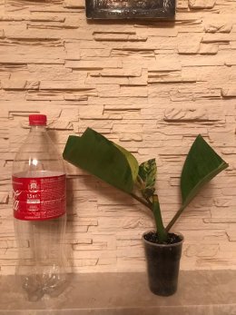 ekgkea_260x347.jpg