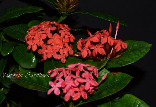 DSC_0700_500x342.jpg
