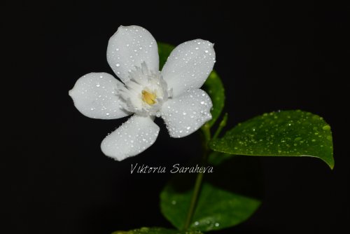 DSC_0695_500x334.jpg