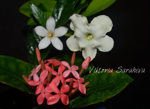DSC_0644_500x362.jpg
