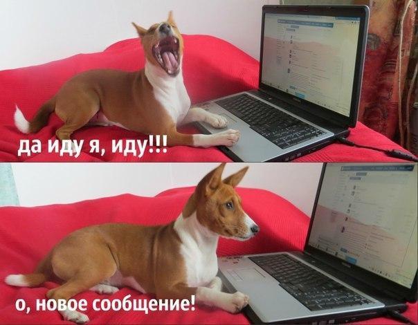 смс.jpg