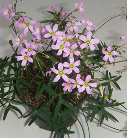 03_O.Stipularis.jpg